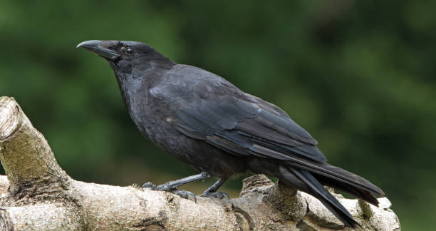 Carrion Crow, Crow Perched on a log, carrion stock pictures, royalty-free photos & images
