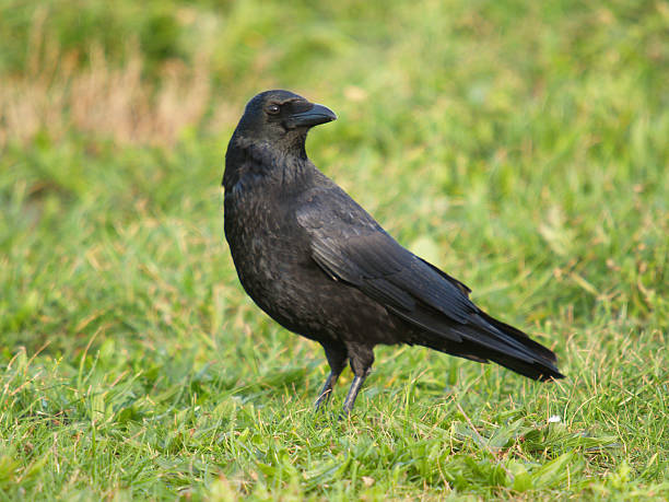 Carrion Crow (Corvus corone)  carrion stock pictures, royalty-free photos & images