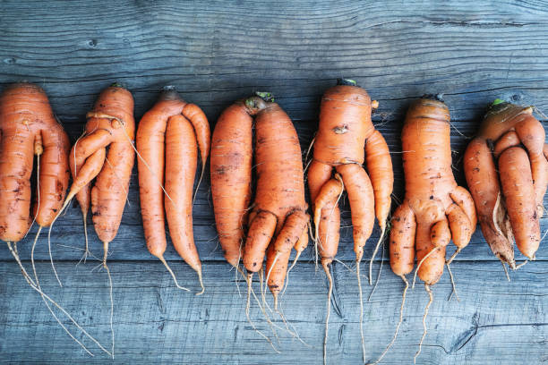 Carrots with deformed twisted forked roots distorted and crooked on wooden background stock photo