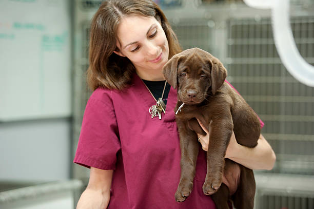 4,205 Veterinary Technician Stock Photos, Pictures & Royalty-Free Images -  iStock