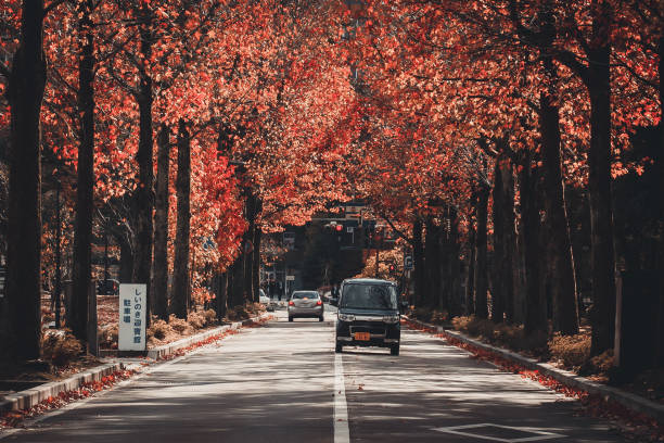 Cars driving along the street through colorful autumn maple tree alley, Kanazawa, Japan Kanazawa, Japan - November 15, 2018: Cars driving along the street through colorful autumn maple tree alley. The viewing of autumn's changing colours is a national obsession in Japan. ishikawa prefecture stock pictures, royalty-free photos & images