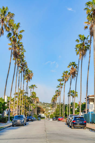 Cars parked on side of road lined with tall palm trees San Diego California stock photo