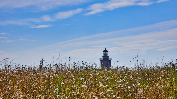 Carteret Lighthouse Image of Carteret Phare with flowers in the foreground, Normandy, France barneville carteret stock pictures, royalty-free photos & images