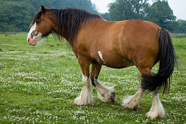 Carthorse in a Meadow Clydesdale horse in a Scottish field of grass and clover. shire horse stock pictures, royalty-free photos & images