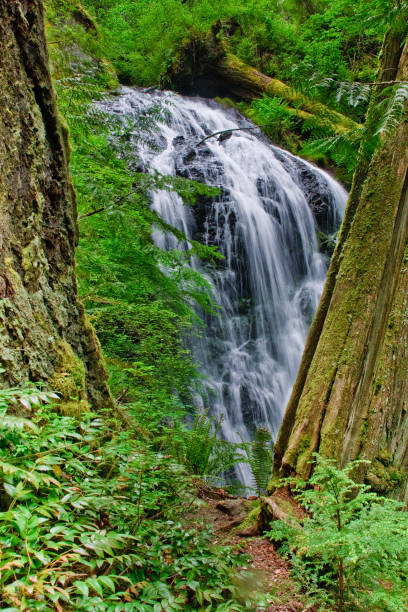 Waterfall and Green Vegetation Framed by Trees Cascade Falls, framed by two trees and surrounded by lush green vegetation, flows from Mount Constitution, the highest point in the San Juan Islands. This pretty waterfall is located in Moran State Park on Orcas Island, Washington State, USA. jeff goulden waterfall stock pictures, royalty-free photos & images