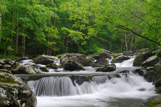 Cascade in Tremont at Great Smoky Mountains National Park "Large Cascade in the middle prong of the Little Pigeon River in Tremont of Great Smoky Mountains National Park, Tennessee, USA in mid May." spring flowing water stock pictures, royalty-free photos & images