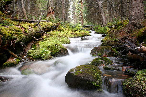 Cascading stream in a lush mossy green forest in Canada. stock photo