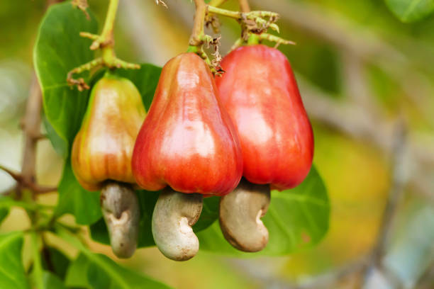 buah kacang mete - anacardium occidentale potret stok, foto, & gambar bebas royalti