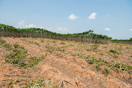タイミャンマーラオスベトナムカンボジアでキャッサバの栽培 でんぷん粒のストックフォトや画像を多数ご用意 Istock