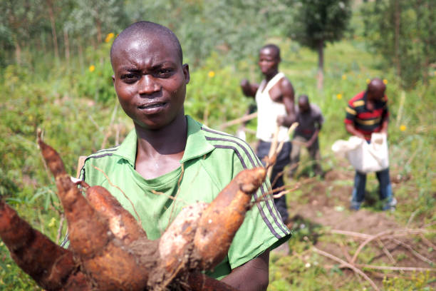 Cassava harvest and market in central Africa stock photo