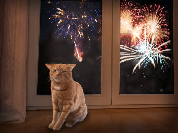 Cat afraid of loud noise. Fireworks are stress for pets and animals.  Firework light outside in background.