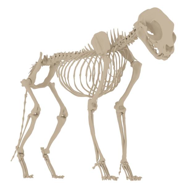 Cat Skeleton Stock Photos, Pictures & RoyaltyFree Images iStock