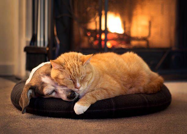 Chat et chien près de la cheminée