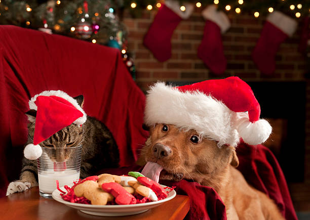 cat and dog eating santa's snack - christmas funny stockfoto's en -beelden