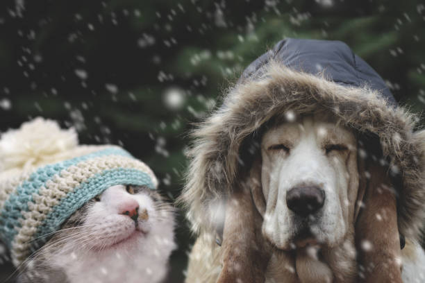 katt och hund i vintermössa - cat snow bildbanksfoton och bilder