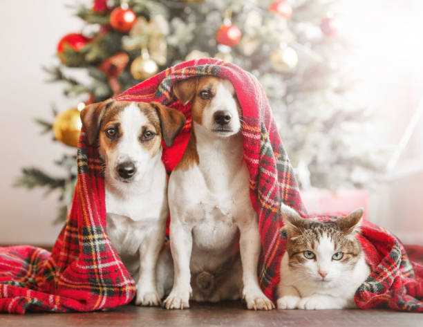 kat en hond dichtbij kerstboom - christmas cat stockfoto's en -beelden