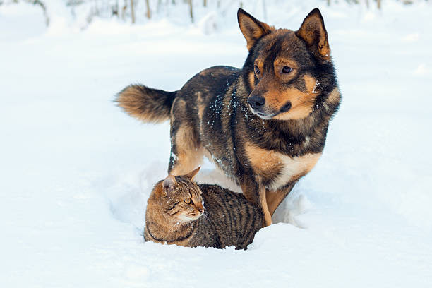 cat and dog playing together on the snow in winter - cat snow bildbanksfoton och bilder