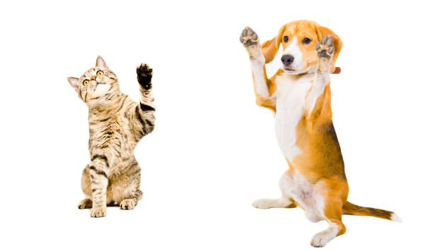 katze und hund stehen zusammen - tatze katze freisteller stock-fotos und bilder