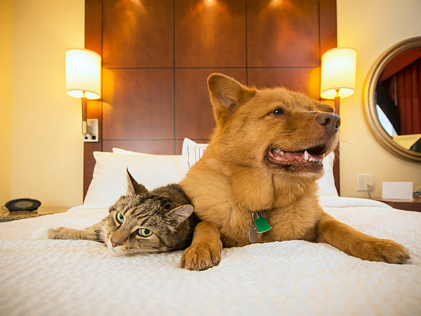 Cat and Dog together in hotel bedroom stock photo