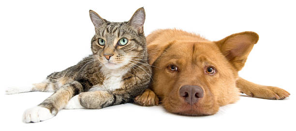Cat and Dog together wide angle stock photo