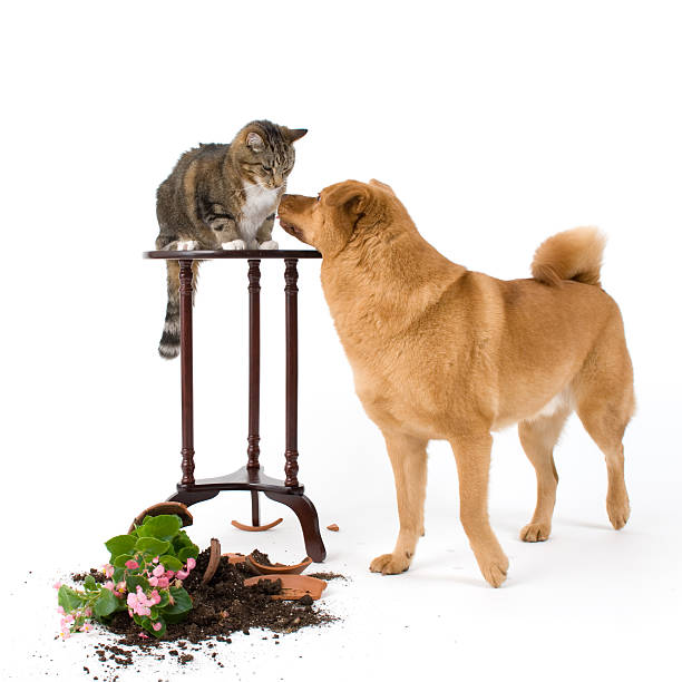 Cat and Dog troublemakers stock photo