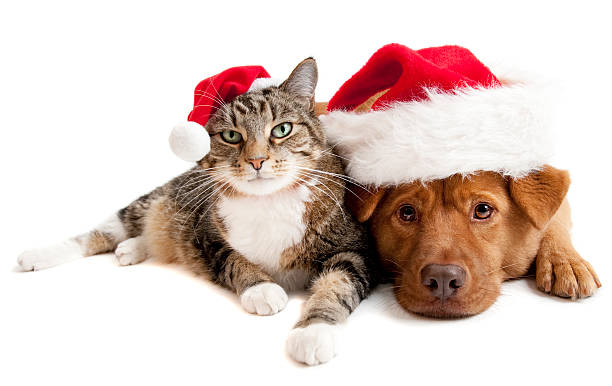 cat and dog with santas claus hats - christmas cat stockfoto's en -beelden