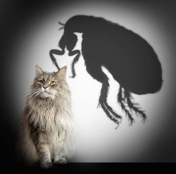 Cat and flea shadow stock photo