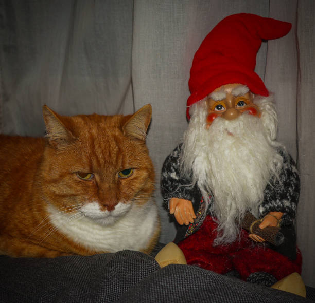 katt och santa claus - andreas hansen bildbanksfoton och bilder