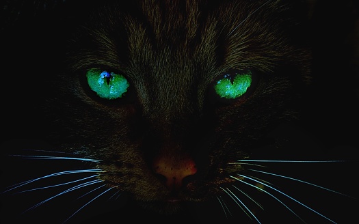 Cat At Night With Glowing Green Eyes Stockfoto und mehr Cat At Night With Glowing Green Eyes Stockfoto und mehr