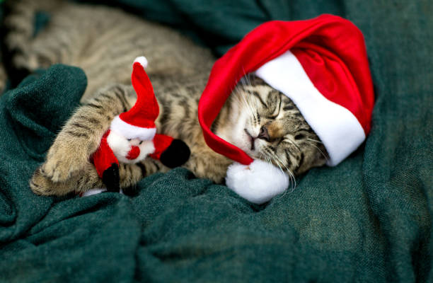 kat baby met dop - christmas cat stockfoto's en -beelden