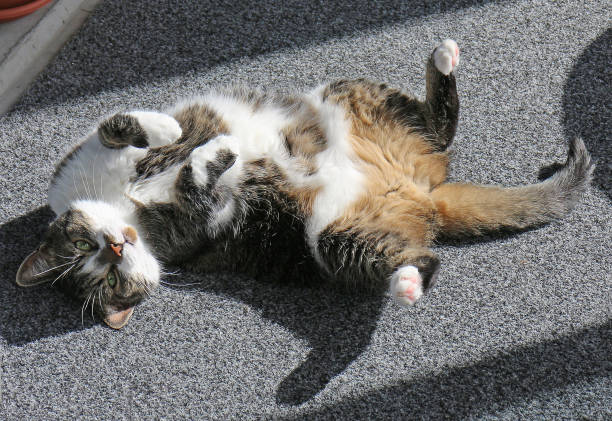 Cat Basking in the Sun stock photo