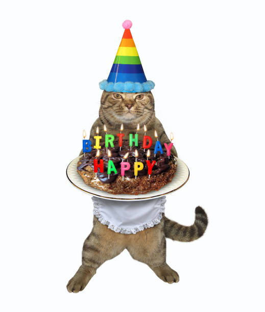 Cat carries chocolate cake 3 The beige cat in a party hat and an apron carries a holiday chocolate cake with multi colored burning candles. Happy birthday. White background. Isolated. happy birthday cat stock pictures, royalty-free photos & images