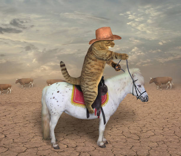 Cat cowboy on a horse The cat cowboy riding a horse grazes cows. saddle stock pictures, royalty-free photos & images