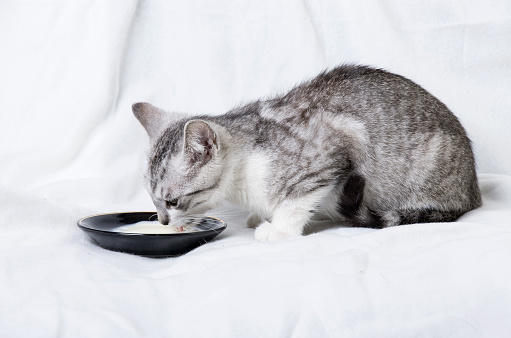 Cat Drinking Milk Stock Photo - Download Image Now - iStock