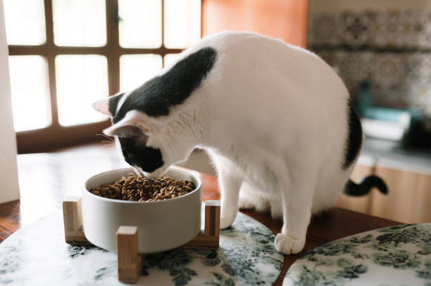 Cat eating cat food stock photo