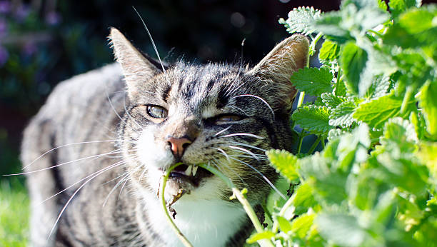chat manger herbe-aux-chats - valeriane photos et images de collection
