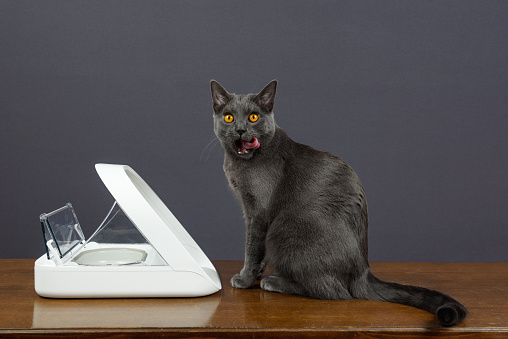 Chartreux cat eating from Automatic Cat Feeder on a wooden table