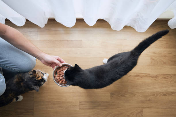 Cat eating from bowl at home stock photo