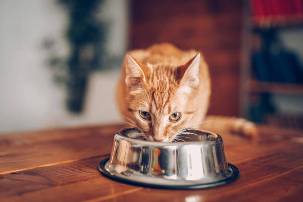 Cat eating out of bowl stock photo