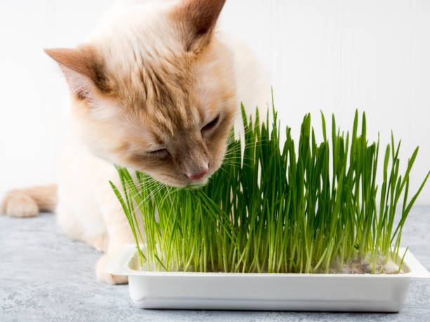 cat eats grass. Cat is eating fresh green grass. Cat grass, pet grass. Natural hairball treatment, white, red pet cat eating fresh grass, green oats, emotionally, copy space, the concept of the health of Pets stock photo