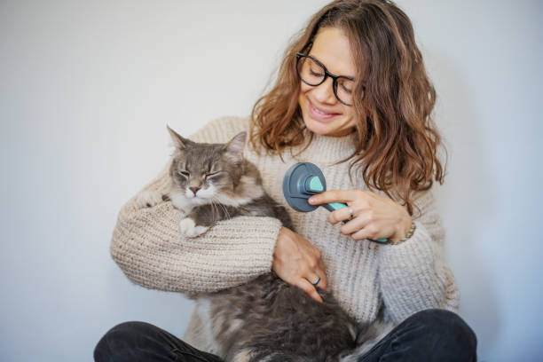 Cat hair brush. Pretty woman brushing  her gray cat at home stock photo