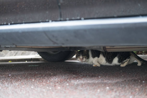 Cat hidden under the car stock photo