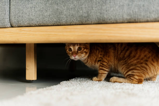 A cat hiding under a couch stock photo