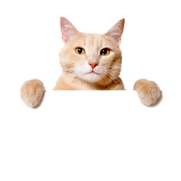 katze mit einem leeren schild isoliert auf weiß - tatze katze freisteller stock-fotos und bilder