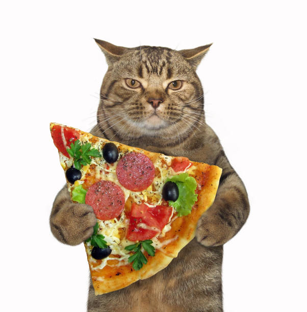 Cat holds a piece of pizza The cat holds a piece of pizza. White background. sausage photos stock pictures, royalty-free photos & images