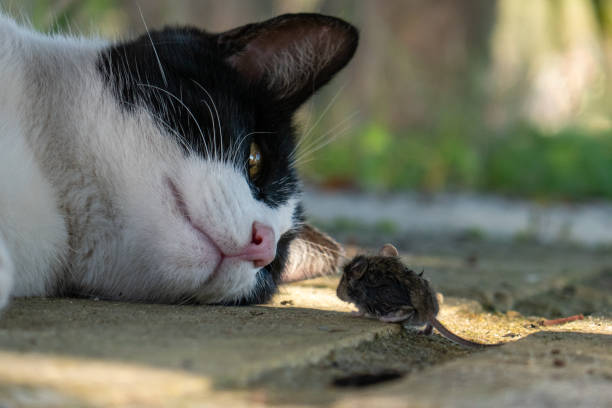 Cat hunting and looking at a mouse. Animals playing. Closeup stock photo