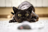 istock Cat hunting to mouse at home, Burmese cat face before attack close-up 1313021528