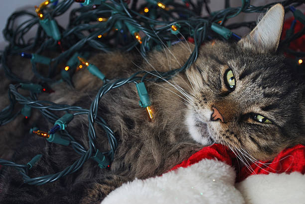 Cat in Christmas Lights stock photo
