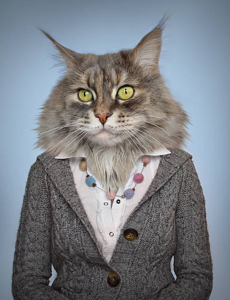 cat in clothes stock photo