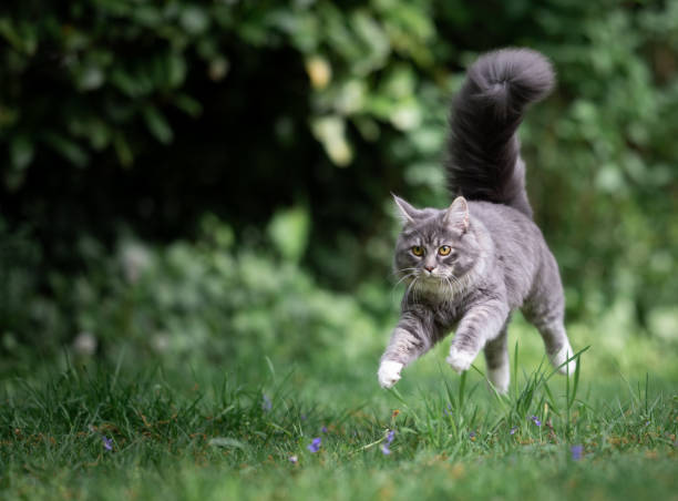 katt i trädgården - energetic jumping bokeh bildbanksfoton och bilder
